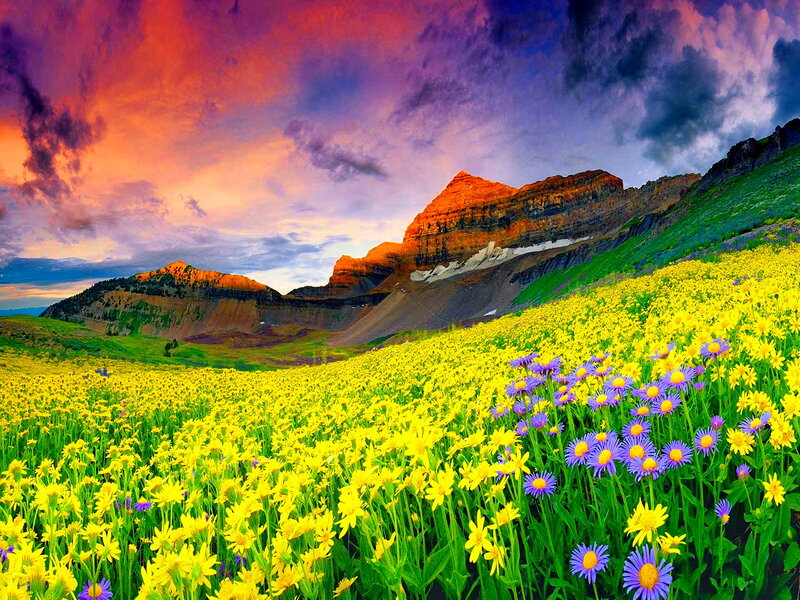 Yellow and Purple Flowers — Dramatic