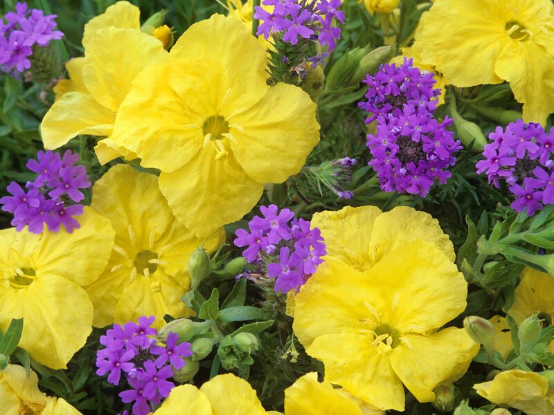Yellow and purple flowers in bloom