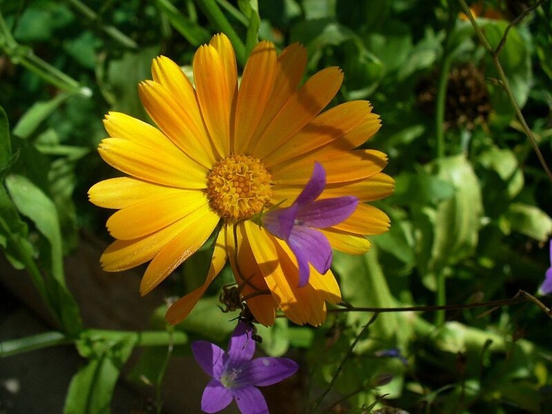 Yellow and purple flowers in garden