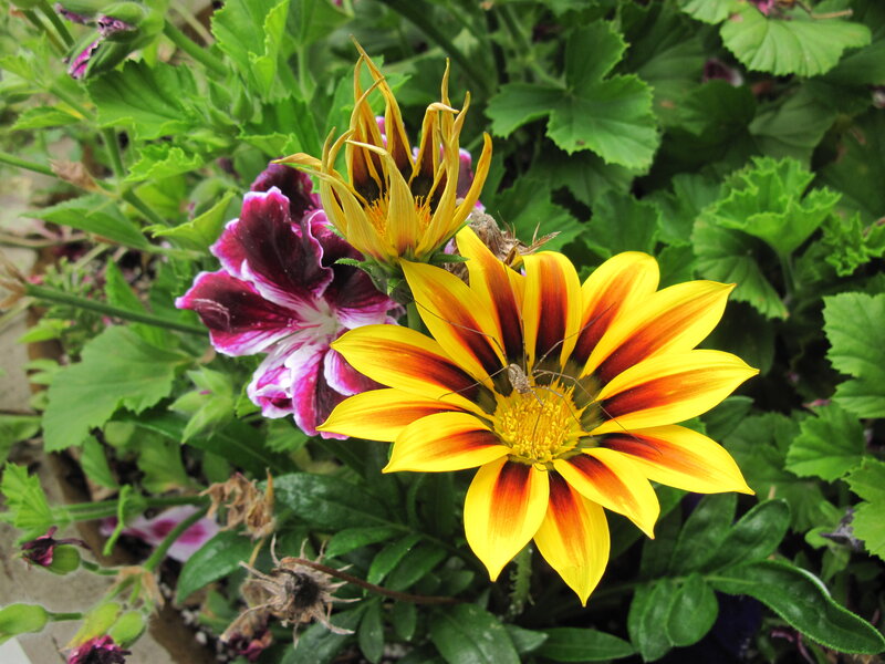 Yellow and Purple Flowers — Natural, Afternoon