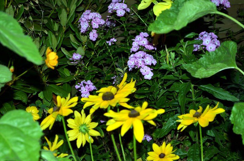 Yellow and Purple Flowers — Natural, Night