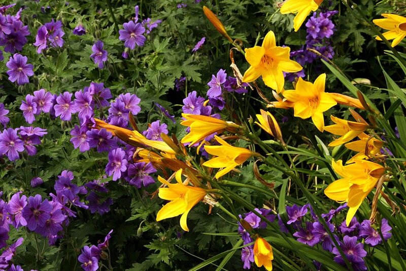 Yellow and Purple Flowers — Natural, Summer