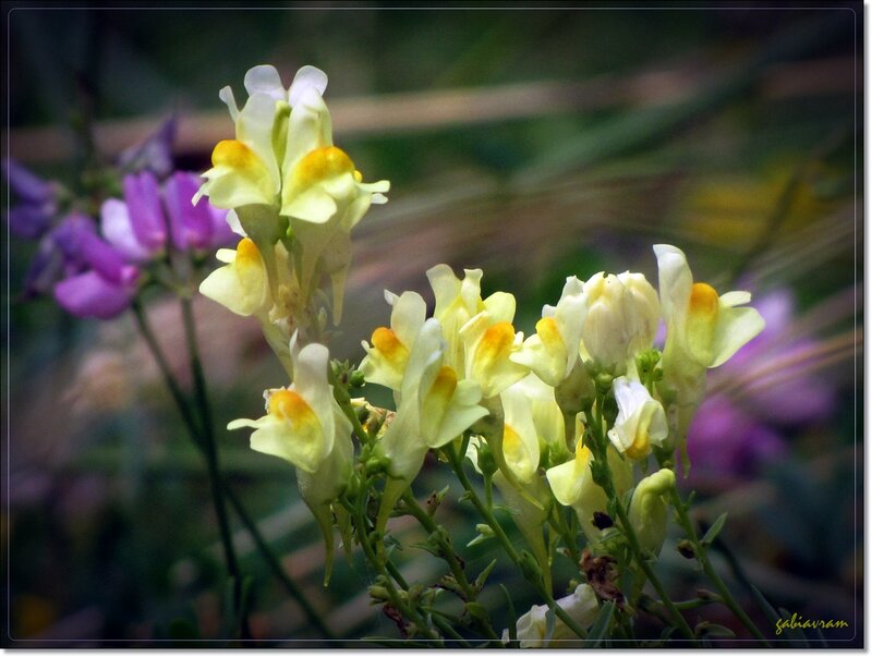Yellow and Purple Flowers — Natural