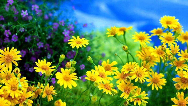 Yellow and Purple Flowers — Serene, Afternoon, Photograph, Greenery, Sky