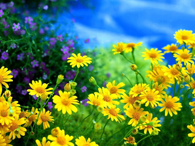Yellow and Purple Flowers — Serene, Afternoon, Photograph, Greenery