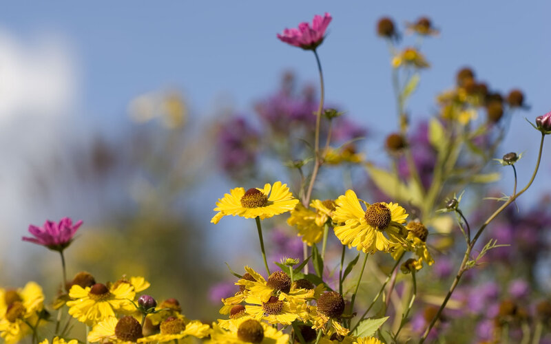 Yellow and Purple Flowers — Serene, Afternoon, Photograph