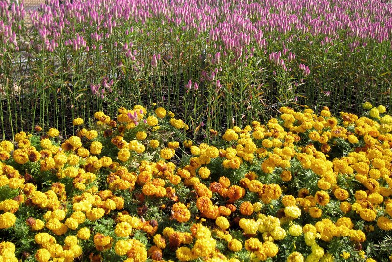Yellow and Purple Flowers — Serene, Afternoon