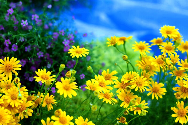 Yellow and Purple Flowers — Serene, Spring, Photograph