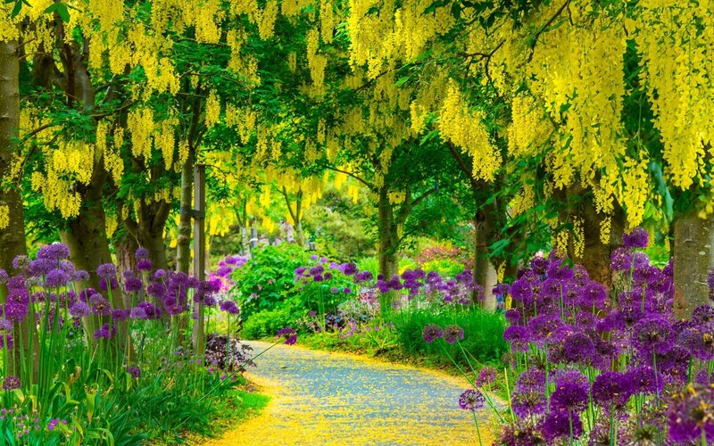 Yellow and Purple Flowers — Serene, Spring, Photograph, Trees