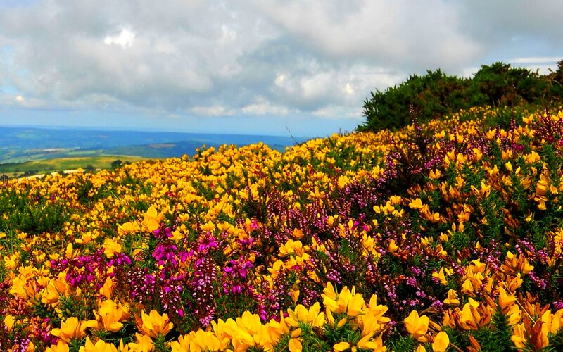 Yellow and Purple Flowers — Serene, Summer, Photograph