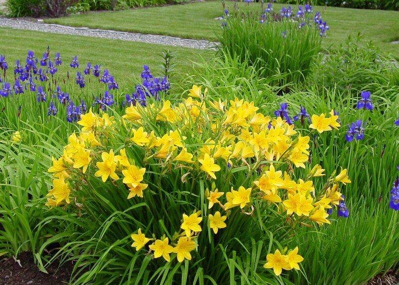 Yellow and Purple Flowers — Serene, Summer