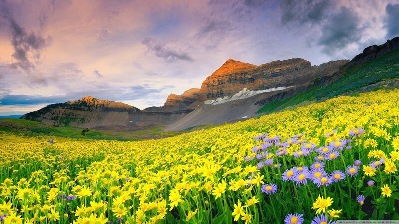 Yellow and Purple Flowers — Serene, Sunrise, Photograph