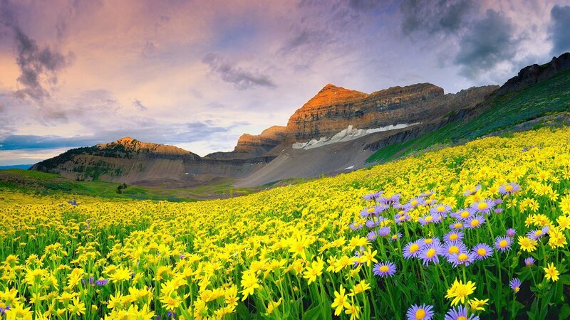 Yellow and Purple Flowers — Serene, Sunrise