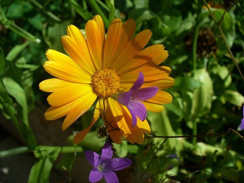 Yellow and Purple Flowers — Serene