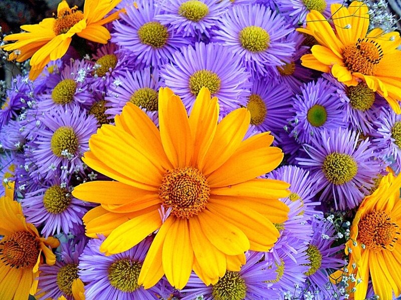 Yellow and Purple Flowers — Vibrant, Summer