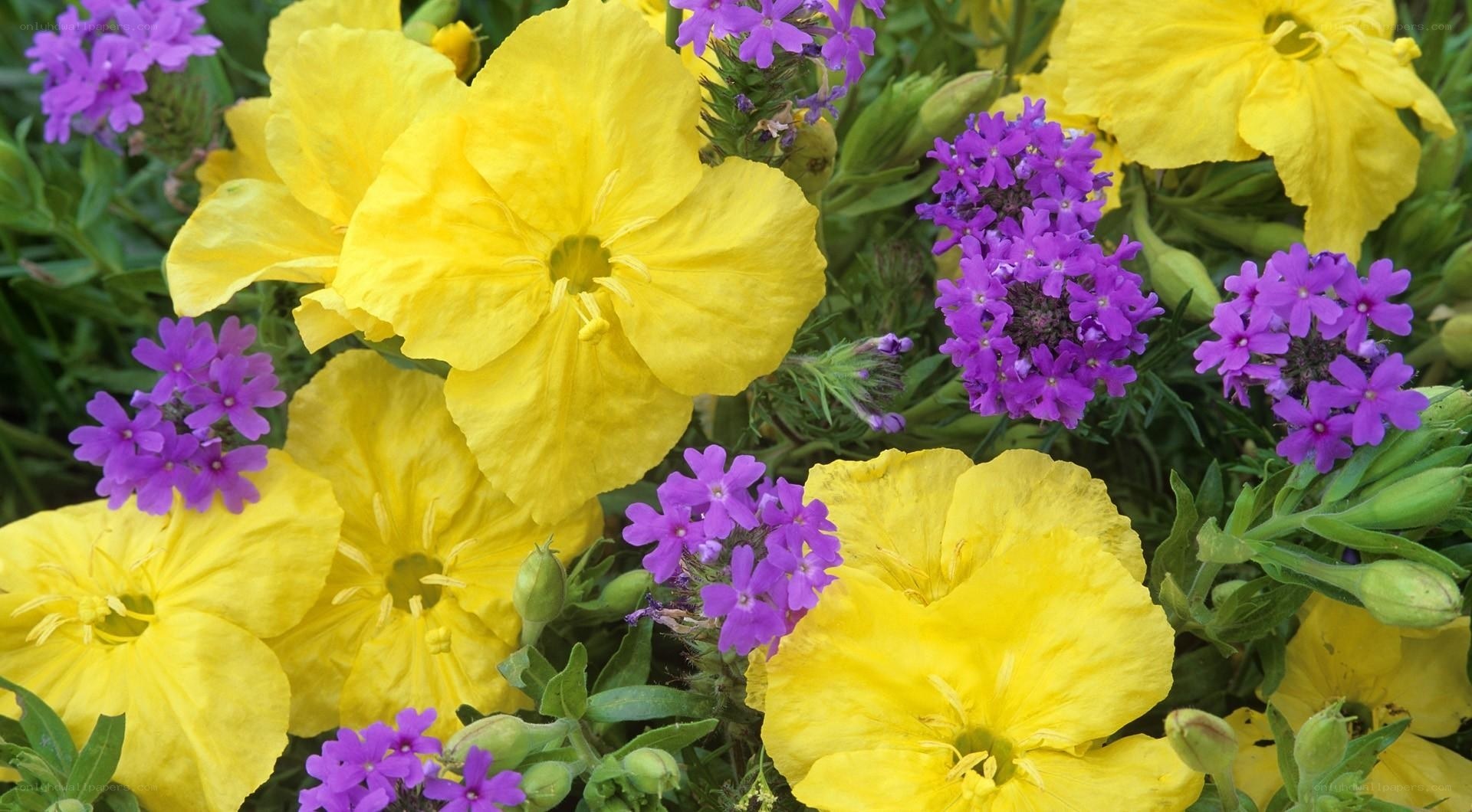 Yellow and purple flowers