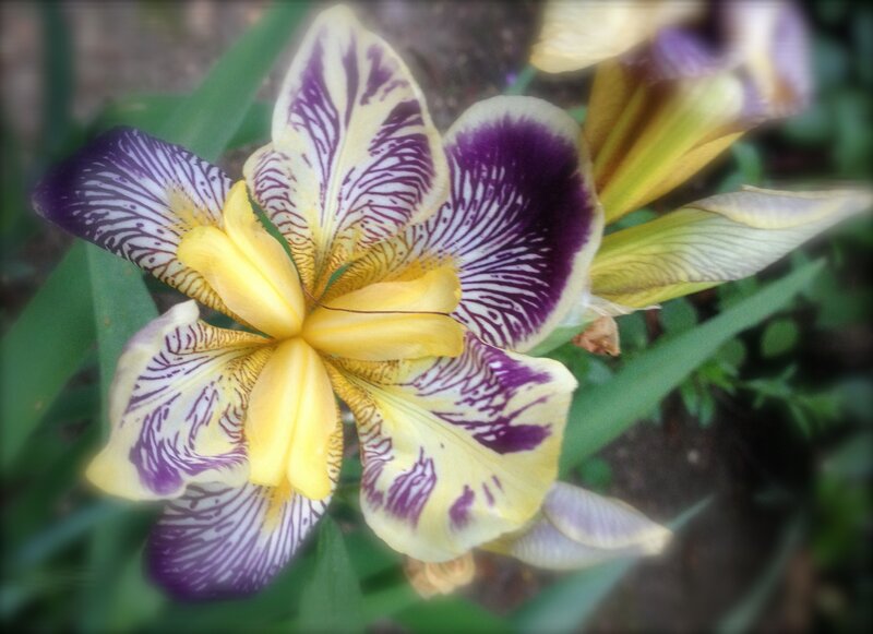 Yellow and Purple Iris — Calm
