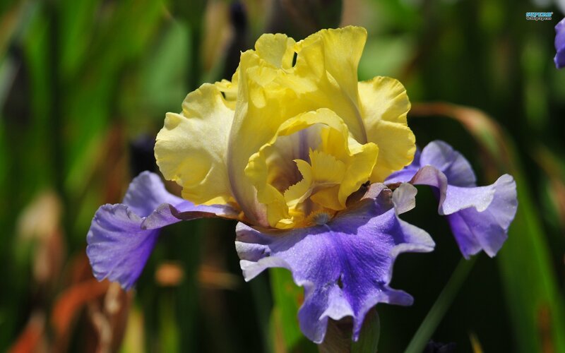 Yellow and Purple Iris Flower — Serene