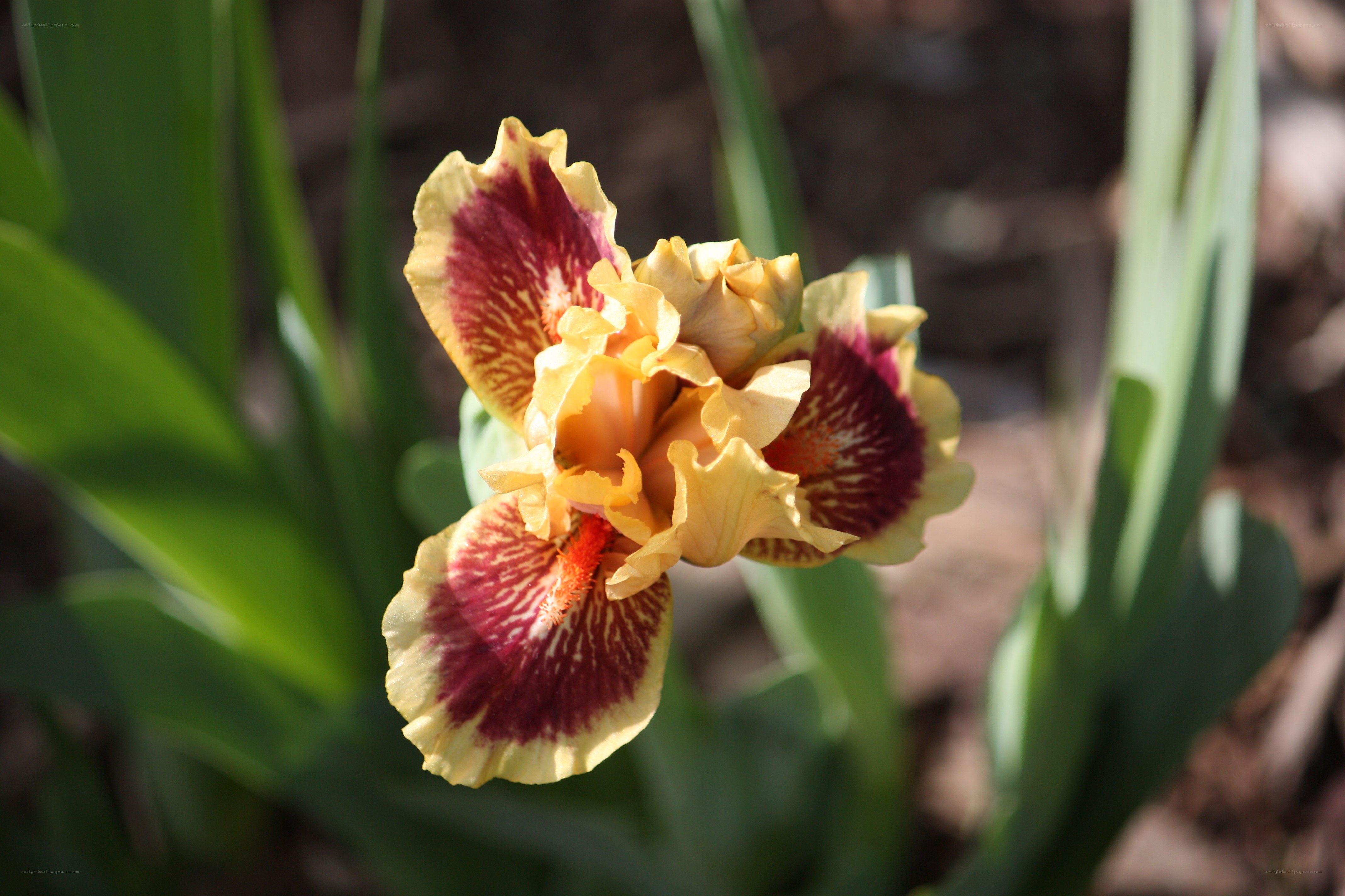yellow and purple iris flower