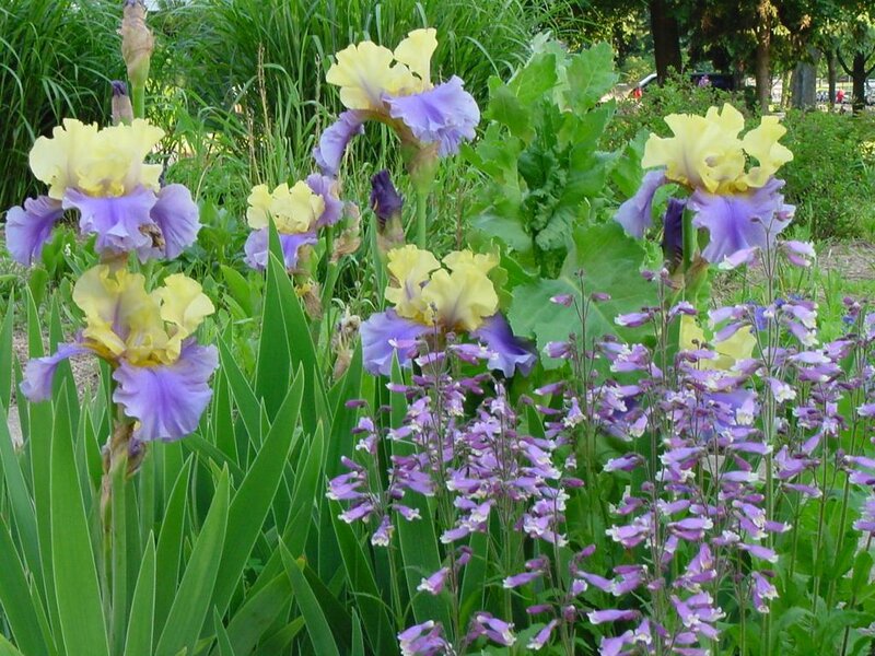 yellow and purple iris flowers