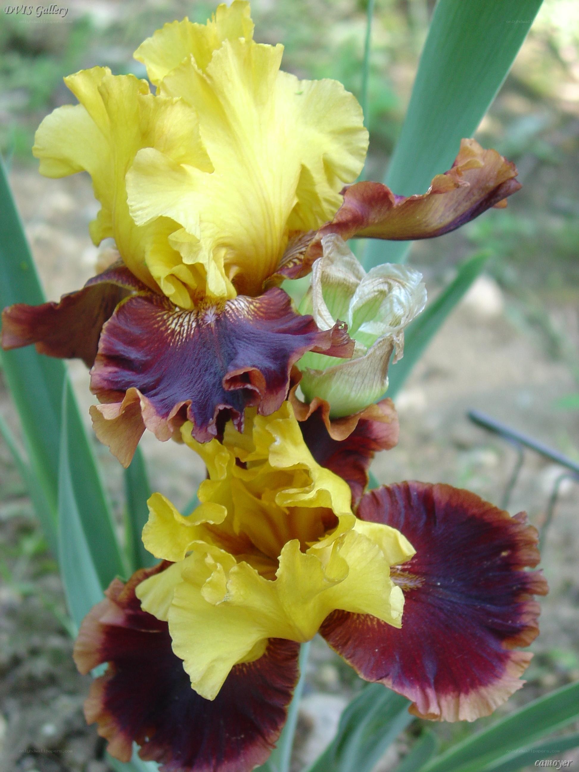 Yellow and purple iris flowers
