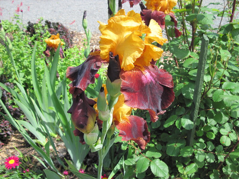 Yellow and Purple Iris