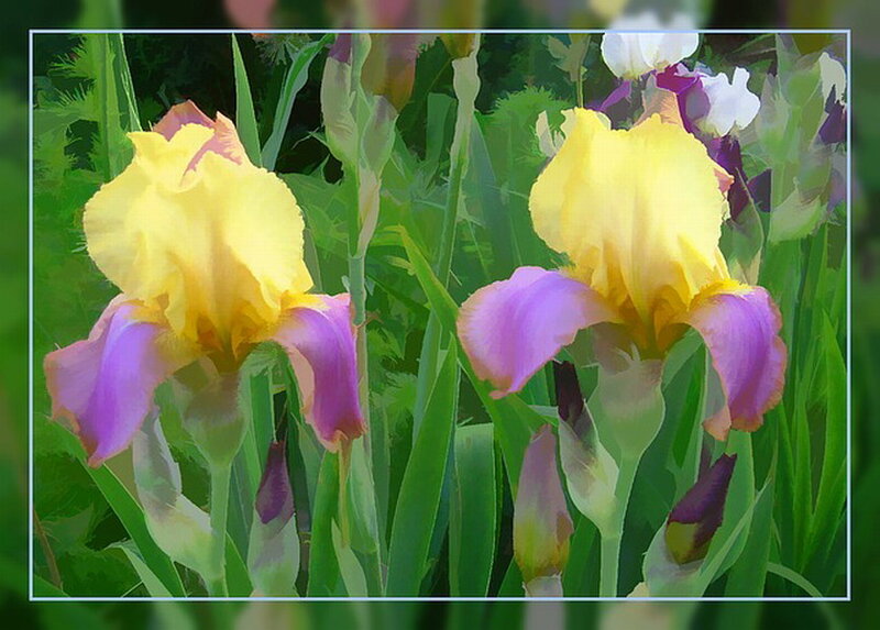 Yellow and Purple Irises