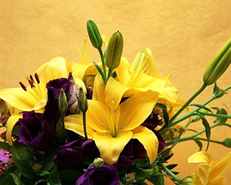 Yellow and Purple Lilies