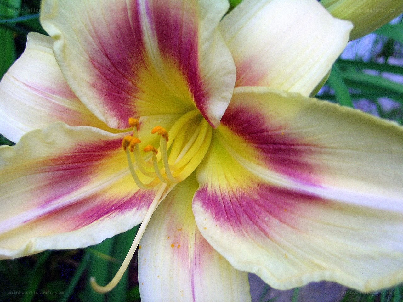 yellow and purple lily flower