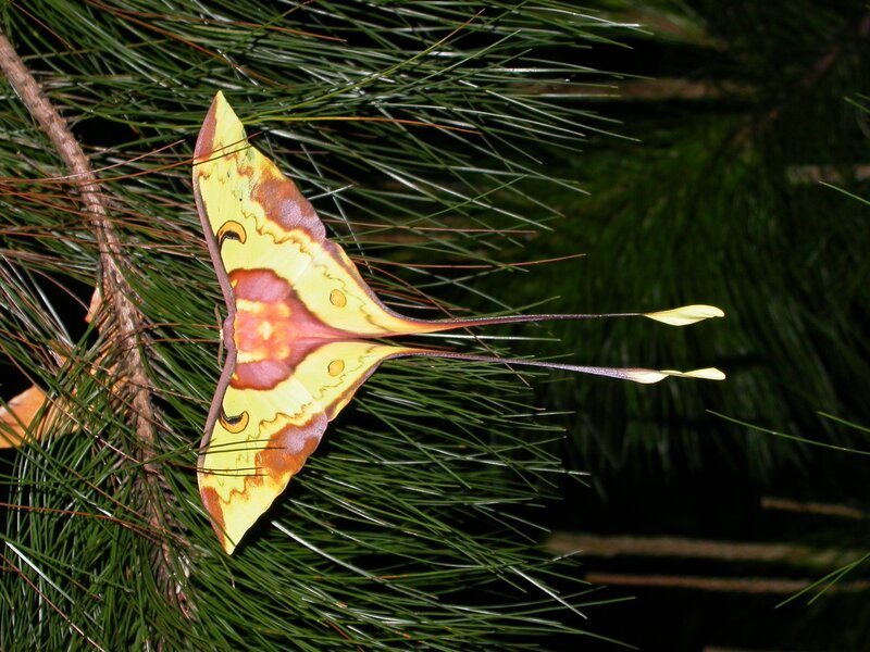 Yellow and Purple Moth