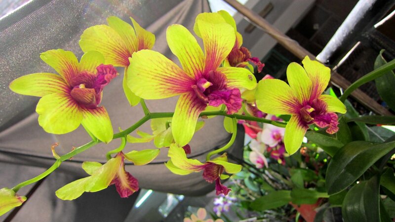 Yellow and Purple Orchid — Calm, Photograph, Flower