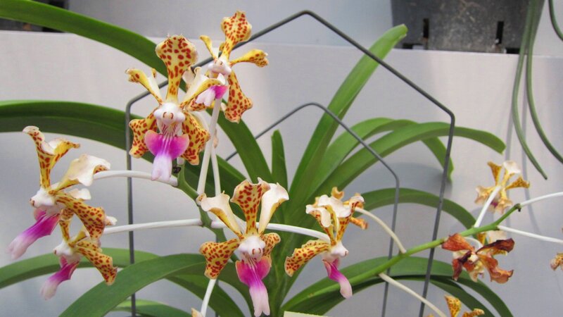 Yellow and Purple Orchid — Calm, Photograph