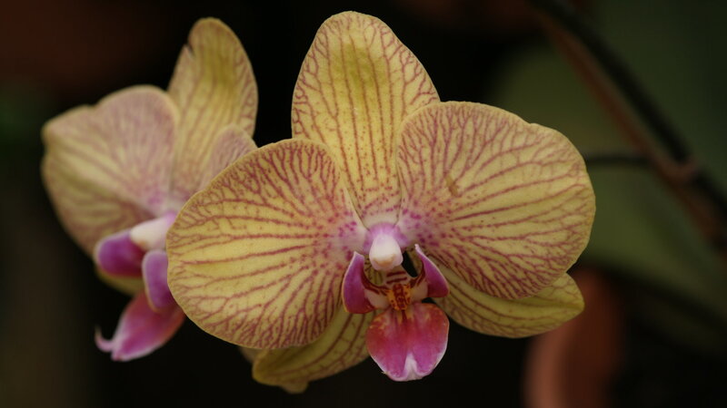Yellow and Purple Orchid — Calm