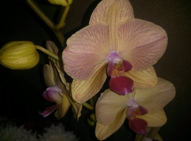 Yellow and Purple Orchid — Dramatic, Night