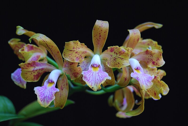 Yellow and Purple Orchid — Dramatic, Photograph
