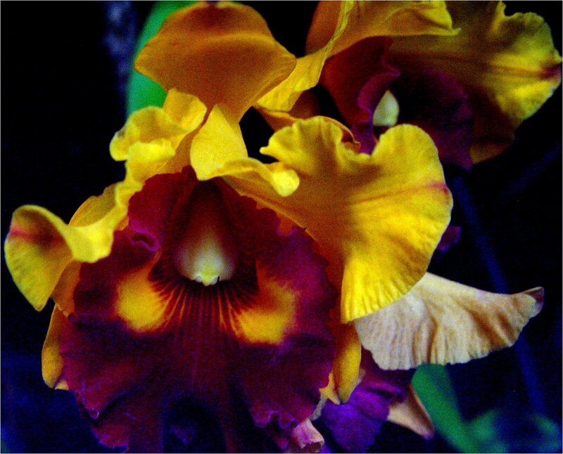 Yellow and Purple Orchid — Dramatic