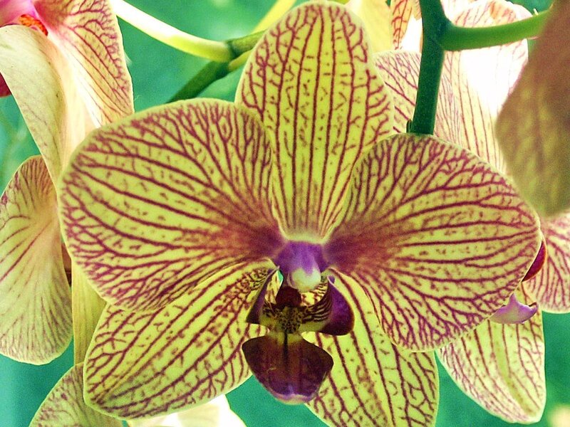 yellow and purple orchid flower