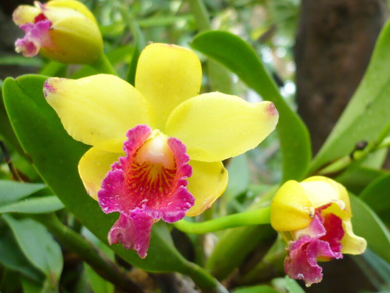 yellow and purple orchid flower