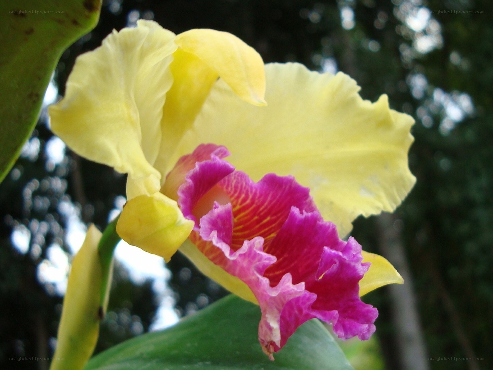 yellow and purple orchid flower