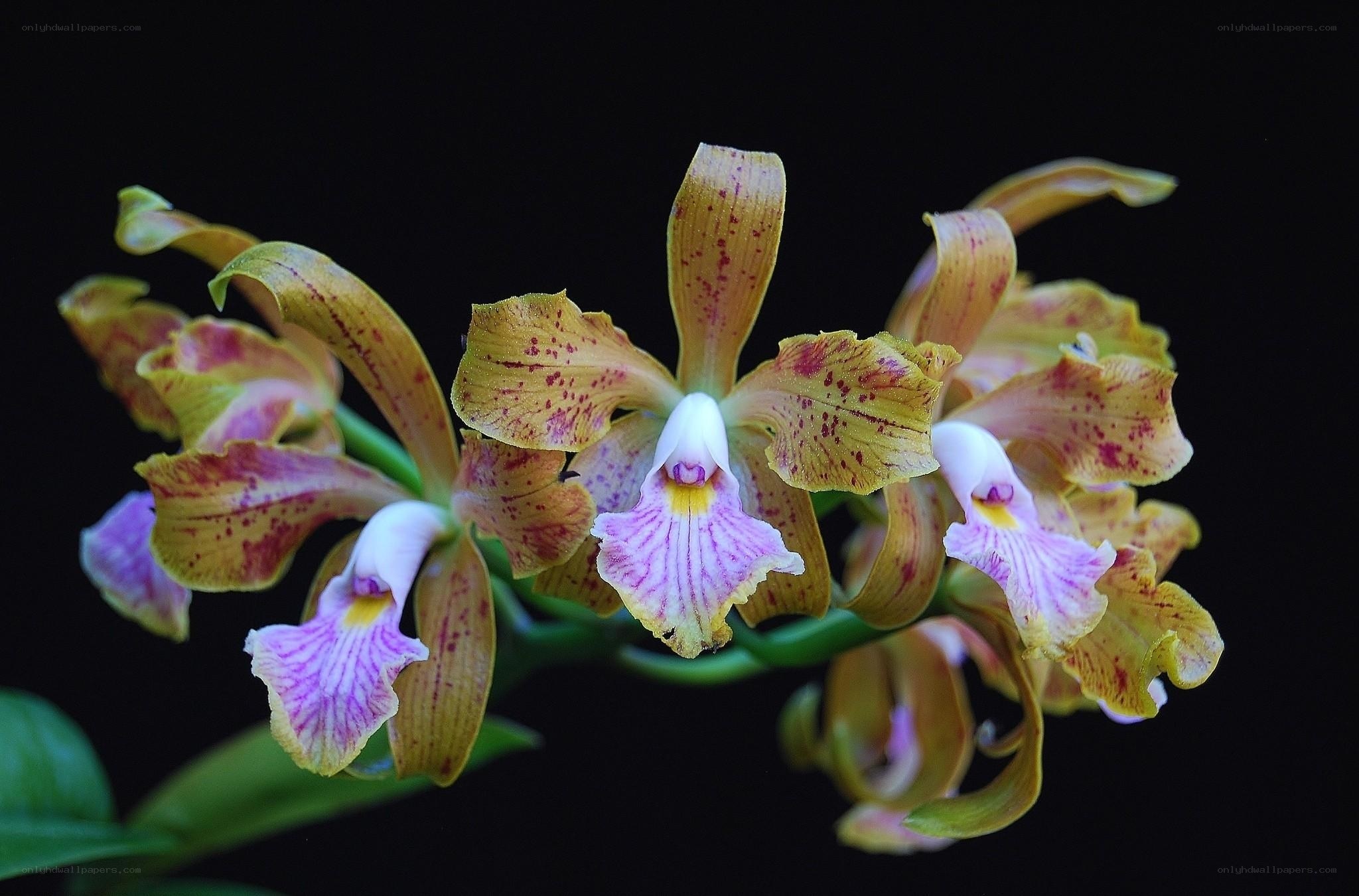 yellow and purple orchid flowers