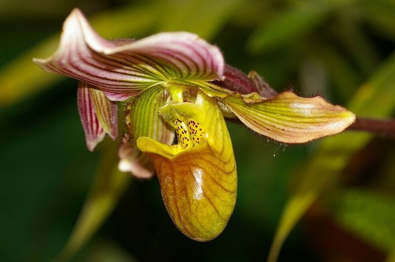 Yellow and Purple Orchid — Natural