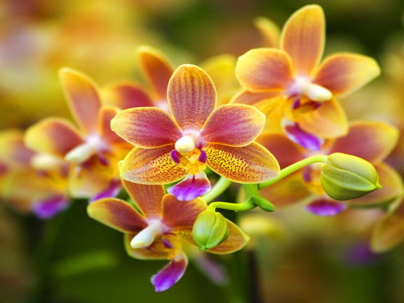 Yellow and Purple Orchid — Serene