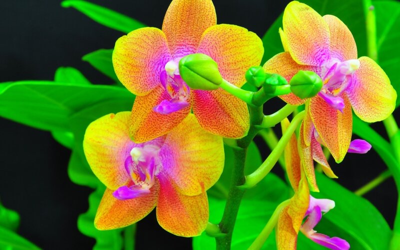 Yellow and Purple Orchid — Vibrant, Photograph, Flowers