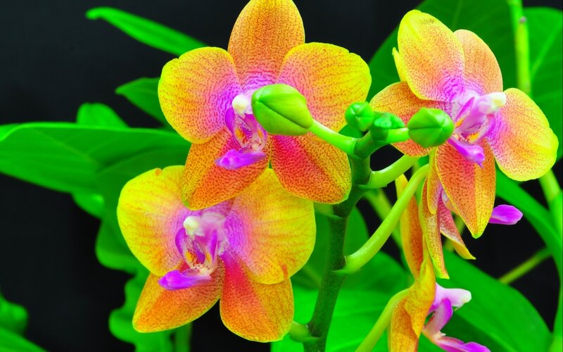 Yellow and Purple Orchid — Vibrant, Photograph