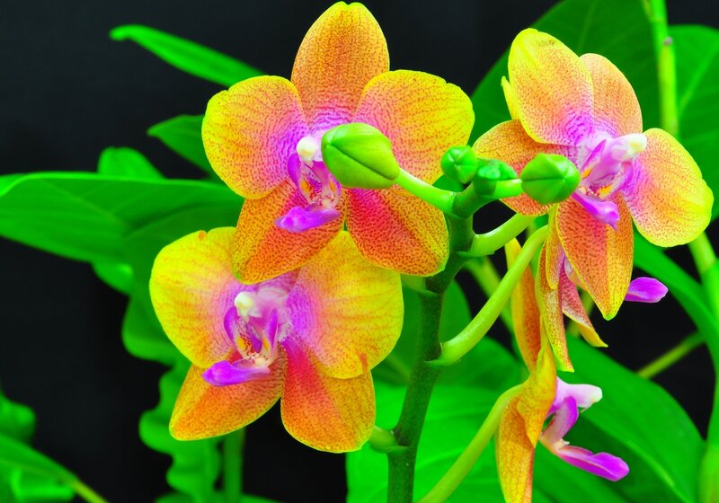 Yellow and Purple Orchid — Vibrant