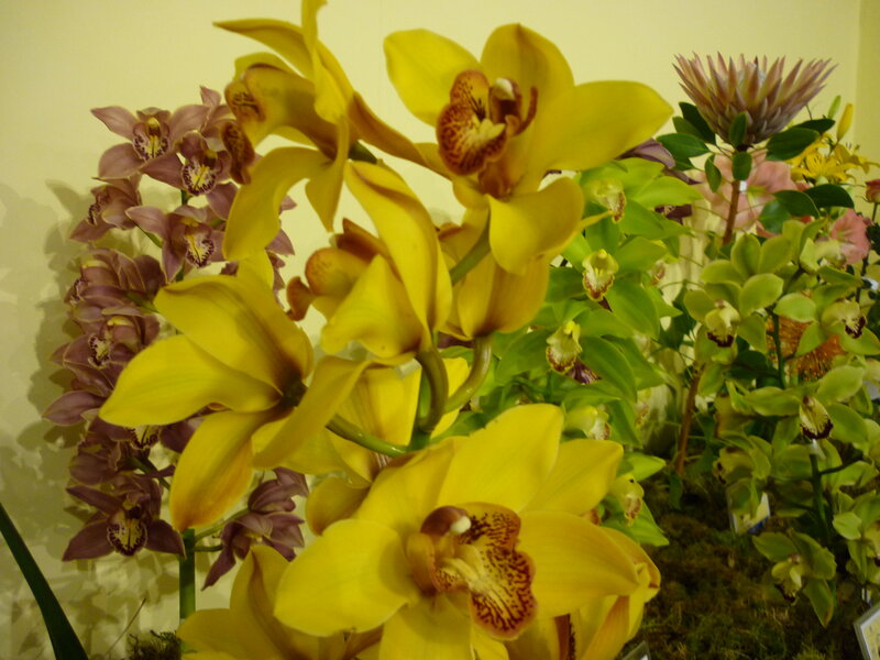 Yellow and Purple Orchids — Calm
