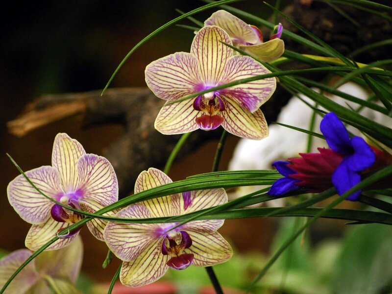 Yellow and Purple Orchids — Natural, Photograph