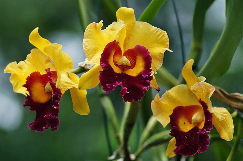 Yellow and Purple Orchids — Natural