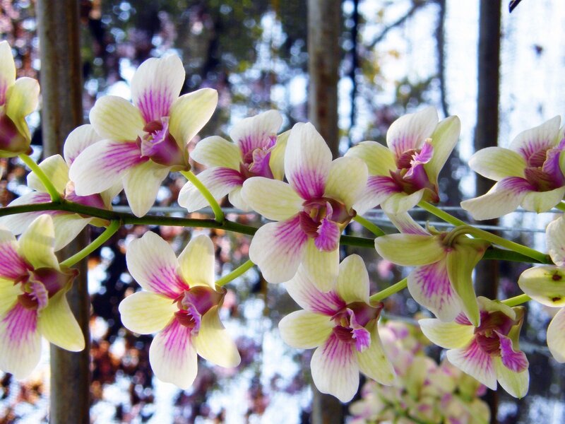 Yellow and Purple Orchids