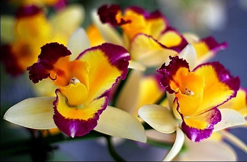 Yellow and Purple Orchids — Vibrant, Photograph